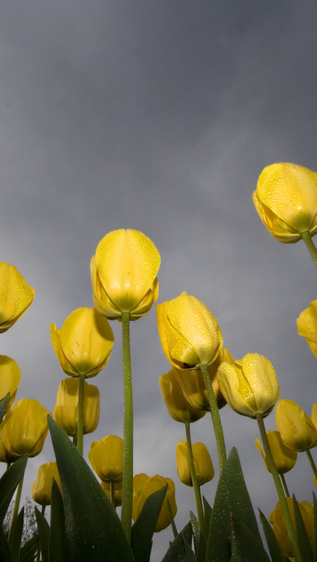 Low Angle Tulips Best Background Full HD1920x1080p, 1280x720p, – HD Wallpapers Backgrounds Desktop, iphone & Android Free Download